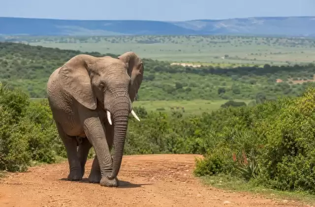 Addo Elephant Park
