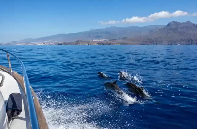 Tenerife (Santa Cruz)