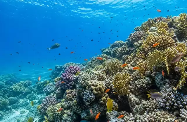 Arrecife japonés
