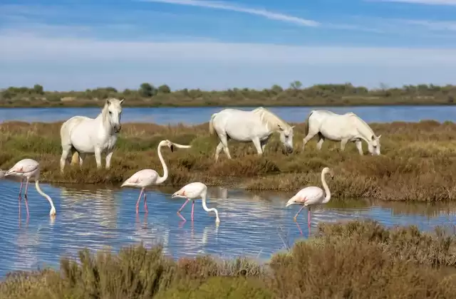 La Camarga en excursión desde Arles