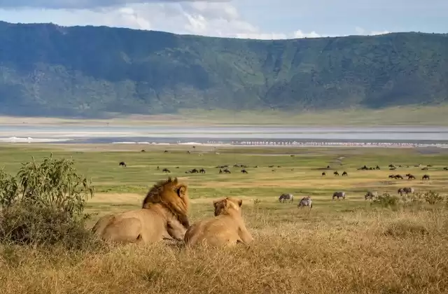 Ngorongoro